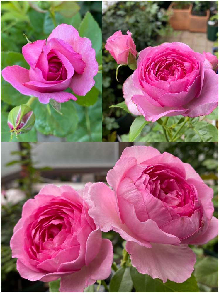 鉢植えの薔薇の投稿画像 By ふぁりさん 薔薇のある暮らし と浮世 バラと薔薇が好きとアップルローゼスとバルコニー ベランダと薔薇 と鉢植えの薔薇と薔薇のある暮らし と浮世 バラと薔薇が好きとアップルローゼスと薔薇 21月6月18日 Greensnap グリーン
