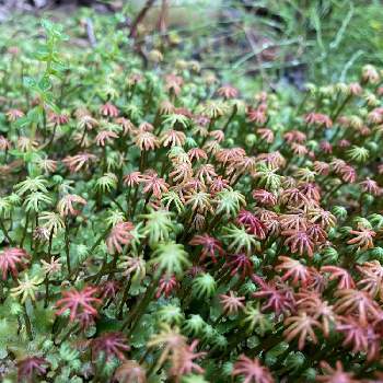 ゼニゴケの投稿画像一覧 Greensnap グリーンスナップ