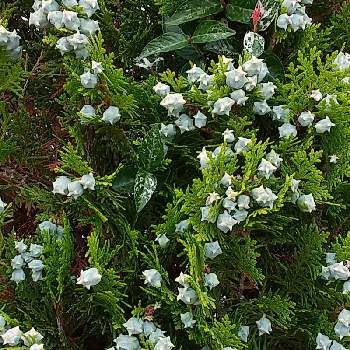 コノテガシワ の投稿画像一覧 Greensnap グリーンスナップ