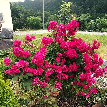 キングローズの投稿画像一覧 Greensnap グリーンスナップ