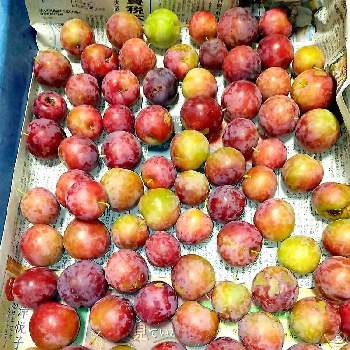 果物の木の投稿画像一覧 Greensnap グリーンスナップ