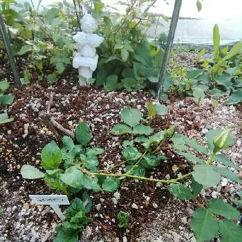ジュビレドモナコの画像 by Keittyさん | 小さな庭とジャガイモとバラとジュビレドモナコ