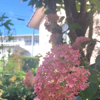 ピンク アナベルの投稿画像一覧 Greensnap グリーンスナップ