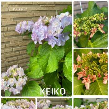 紫陽花KEIKOの画像 by **アナベル**さん | 小さな庭とちいさな幸せ♡と紫陽花KEIKOと皆さんに感謝とお花が好き♡と素敵な出会いに感謝と手を繋ごう