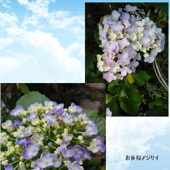 おたふく紫陽花 の投稿画像一覧 Greensnap グリーンスナップ