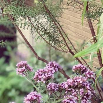 バーベナメテオールシャワーの画像 by Junさん | 小さな庭とライスフラワーとバーベナメテオールシャワーと初夏の花壇と紫色の花と初夏の庭とおうち園芸と花のある暮らしと初夏のお花