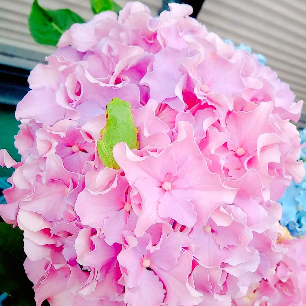 多肉中毒の投稿画像 by ちこりんさん｜紫陽花 アジサイ と