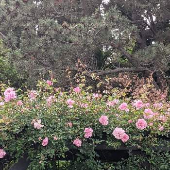 フランソワジュランビルの画像 by ノアヒャンさん | 広い庭とフランソワジュランビルとばら バラ 薔薇と北国の庭と庭作りとガーデニングとバラが好きと花のある暮らしとバラを楽しむ