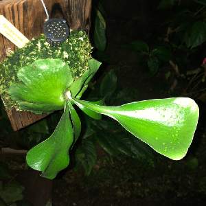 ストレリチアの投稿画像 By オキライムさん 株分けと植え替えとおうち園芸と極楽鳥花とストレリチア属 月10月6日 Greensnap グリーンスナップ