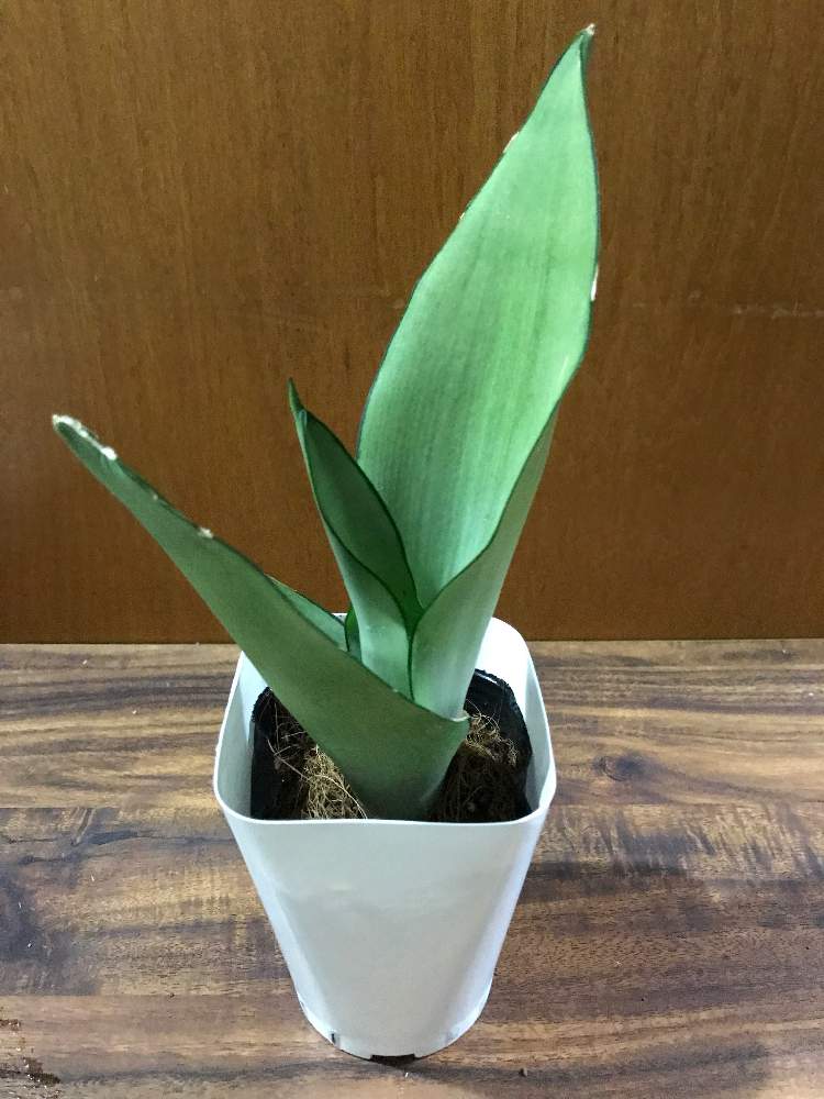サンセベリア ムーンシャインの投稿画像 By 100kin Plantsさん サンセベリア と部屋と多肉植物とみどりのある暮らしとgsでお買い物と観葉植物とダイソーサボテンと100均とダイソー多肉とダイソーとサンセベリア属と100均多肉とおうち園芸と相談と多肉植物とサボテンと