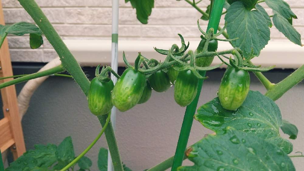 ミニトマトの投稿画像 By いっしーさん プランター菜園とミニトマト とプランター野菜とマリーゴールド と小さな畑と家庭菜園と寄せ植えとおうち園芸と おしゃれな庭を目指したいとバジル ハーブとコンテナガーデンとガーデニング初心者とポタジェと鉢植えと