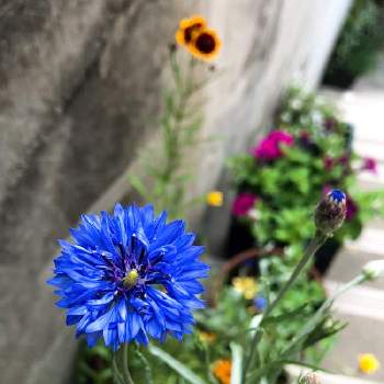 矢車草 の投稿画像一覧 Greensnap グリーンスナップ