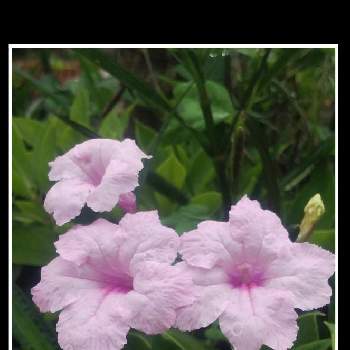 ヤナギバルイラソウの花の画像 by メリーさん | 小さな庭とヤナギバルイラソウの花とおうち園芸と小さい花壇と花のある暮らしと狭い花壇と地植え