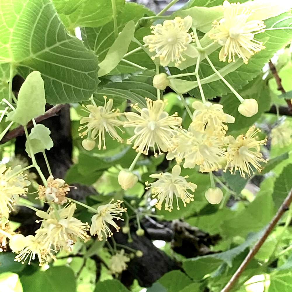 セイヨウボダイジュの投稿画像 By 優貴さん 菩提樹と今日のお花 21月6月19日 Greensnap グリーンスナップ