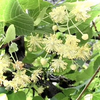 セイヨウボダイジュの投稿画像一覧 Greensnap グリーンスナップ