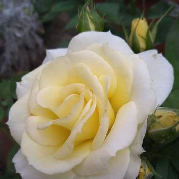 直立性の画像 by ちえこさん | 小さな庭と薔薇・バラ・ばらと直立性とおうち園芸と花のある暮らしとバラ 四季咲き