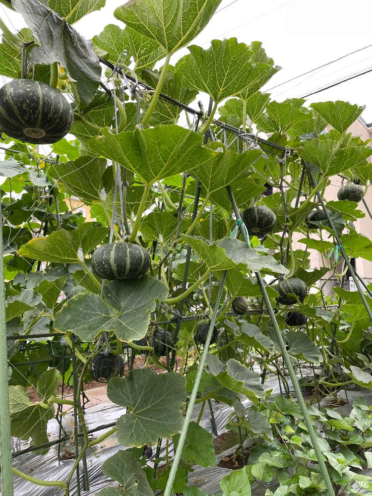 カボチャの投稿画像 By ガーヒラさん かぼちゃ と空中栽培と自家栽培と畑の様子と地植えと畑とかぼちゃ と空中栽培と自家栽培と畑の様子と地植え 21月6月19日 Greensnap グリーンスナップ Greensnap グリーンスナップ