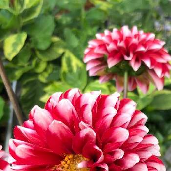 赤と白のお花の投稿画像一覧 Greensnap グリーンスナップ