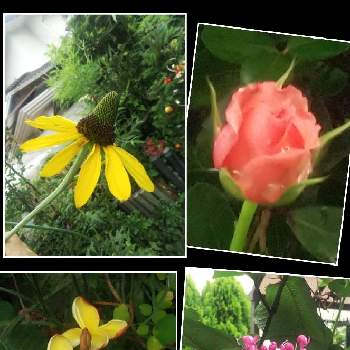 ルドベキア マキシマの画像 by メリーさん | 小さな庭とプルメリア♪とボタンクサギの花とおうち園芸と薔薇コラーユジュレと鉢植えと小さい花壇と裏の花壇と花のある暮らしと狭い花壇と地植えとルドベキア マキシマ