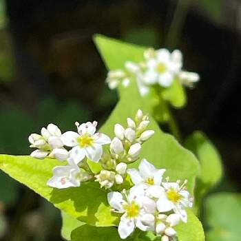 蕎麦の花の投稿画像一覧 Greensnap グリーンスナップ
