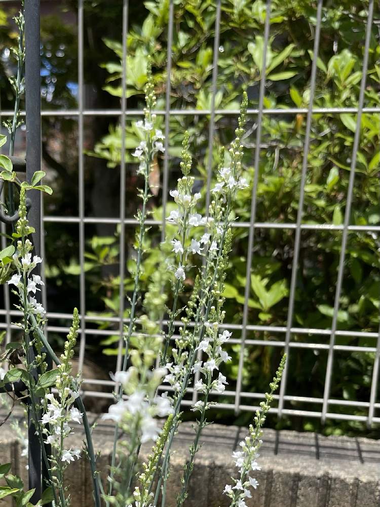 リナリアの投稿画像 By みぃさん 宿根リナリアとリナリアスプリングサイドホワイトと癒しと可愛い花と花壇の花と白い花と小さな花と癒しと可愛い花と花壇の花 と白い花と小さな花 21月6月19日 Greensnap グリーンスナップ Greensnap グリーンスナップ