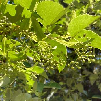 菩提樹の投稿画像一覧｜🍀GreenSnap（グリーンスナップ）