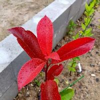 レッドロビンの育て方 苗の植え方や肥料の与え方は 鉢植えでも育つ Greensnap グリーンスナップ レッドロビンの育て方 苗の植え方や肥料の与え方は 鉢植えでも育つ Greensnap グリーンスナップ