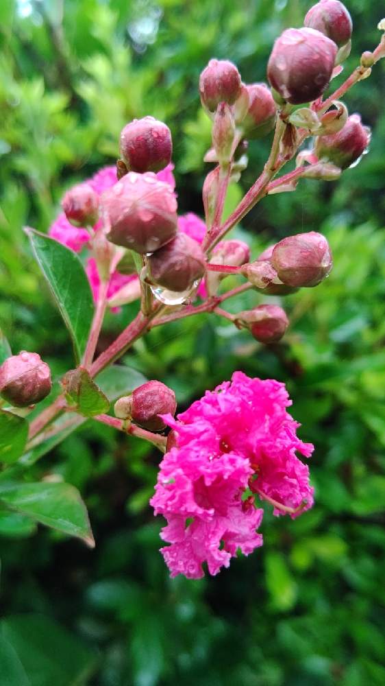 サルスベリの投稿画像 By Chieさん 綺麗な色 とピンクの花と夏の花とおうち園芸 21月6月19日 Greensnap グリーンスナップ