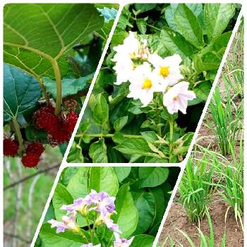 木苺 の投稿画像一覧 Greensnap グリーンスナップ 木苺 の投稿画像一覧 Greensnap グリーンスナップ