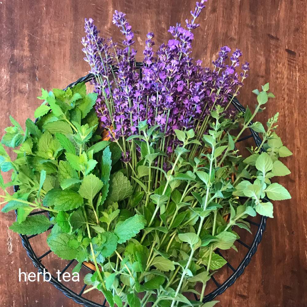 カラミンサの投稿画像 By まころんさん イングリッシュラベンダーとハーブガーデンと今日の収穫と岩手県とハーブティーと週末ガーデナーと寒冷地の庭とナチュラルガーデンと勤労婦人と今朝の庭とハーブとハーブのある暮らしと手づくりの庭と寒冷地と手作りの暮らしと