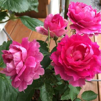 バラ シェエラザードの投稿画像一覧 Greensnap グリーンスナップ