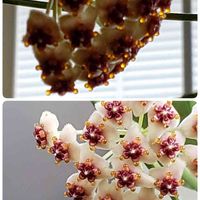 ホヤ ケリー,ハートホヤ,多肉植物,ホヤの花,たにおたくらぶの画像