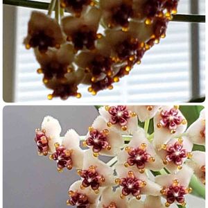 ホヤ ケリー,ハートホヤ,多肉植物,ホヤの花,たにおたくらぶの画像