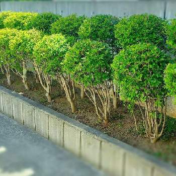 満天星の投稿画像一覧 Greensnap グリーンスナップ 満天星の投稿画像一覧 Greensnap グリーンスナップ