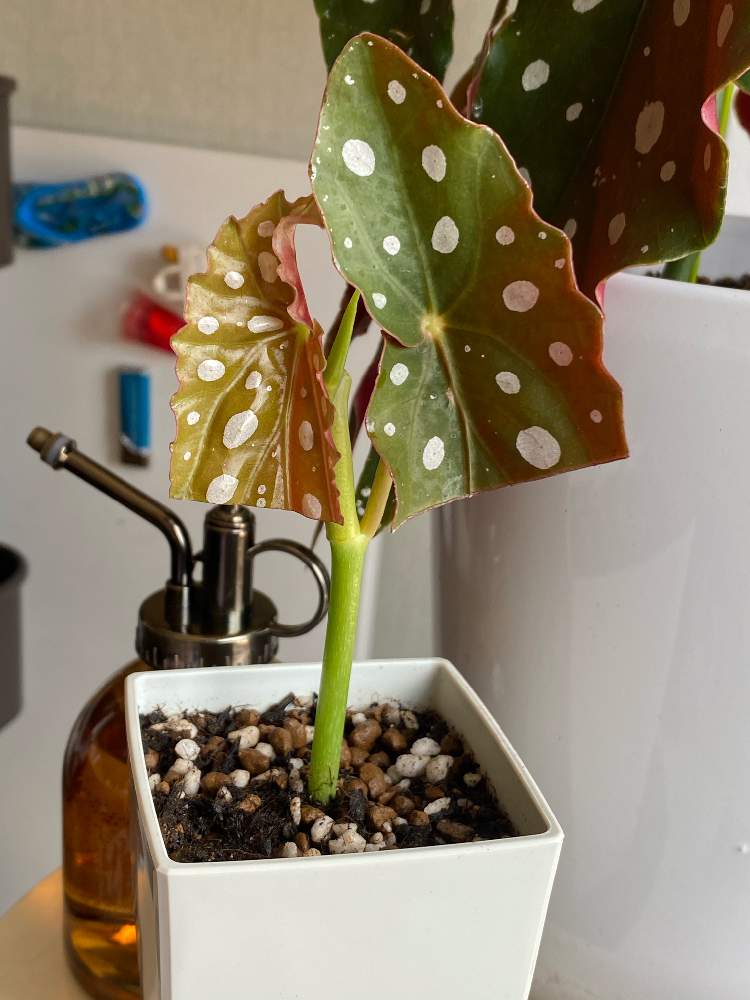 ベゴニアマクラータの投稿画像 By Naさん 観葉植物と増やしたいと楽しみと観葉植物初心者 21月6月19日 Greensnap グリーンスナップ
