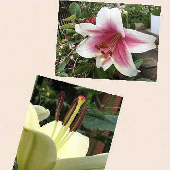 スカシユリの花の画像 by らんさん | 小さな庭とユリの花と花のある暮らしとスカシユリの花