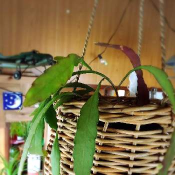 植物部屋の画像 by shimiさん | リプサリスと癒しの時間と癒しと緑のある暮らしと元気に育て！と植物部屋