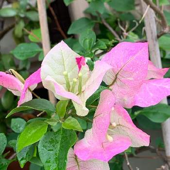 １９日はピンクの日の投稿画像一覧 Greensnap グリーンスナップ