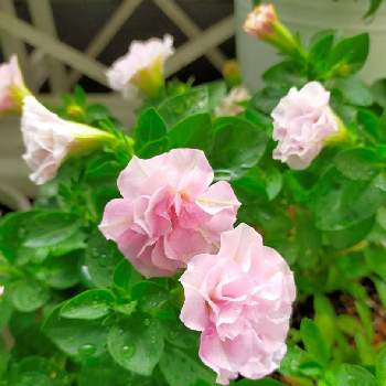 １９日はピンクの日の投稿画像一覧 Greensnap グリーンスナップ