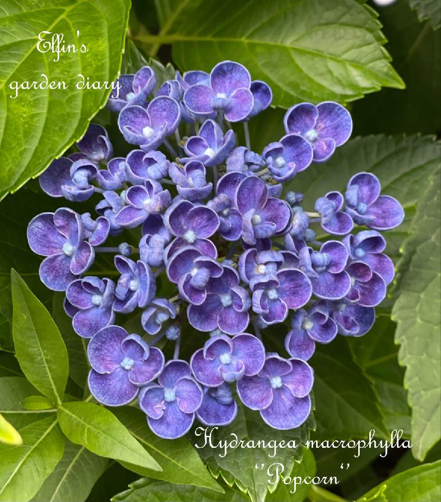 紫陽花 ポップコーンの投稿画像 By えるふぃんさん おたふく紫陽花とポップコーン紫陽花と小さな庭とおたふく紫陽花とポップコーン紫陽花 21月6月19日 Greensnap グリーンスナップ Greensnap グリーンスナップ