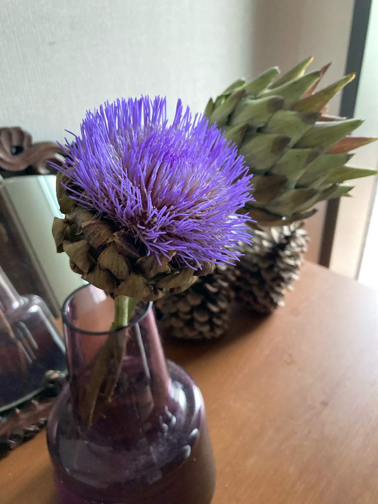 アーティチョークの投稿画像 By Jutaさん Holmegaard Floraとホルムガードとホルムガード フローラと八百屋と花のある暮らしとレンバイとholmegaard Floraとホルムガードとホルムガード フローラと八百屋と花のある暮らしとレンバイ 21月6月19日 Greensnap