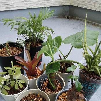 ダイソーの観葉植物を大きくしたいの投稿画像一覧 Greensnap グリーンスナップ