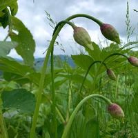 行者にんにくの育て方 収穫時期は 家庭菜園でも栽培できる Greensnap グリーンスナップ