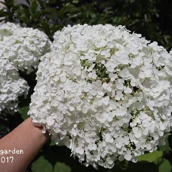 インクレディボールの投稿画像一覧 Greensnap グリーンスナップ