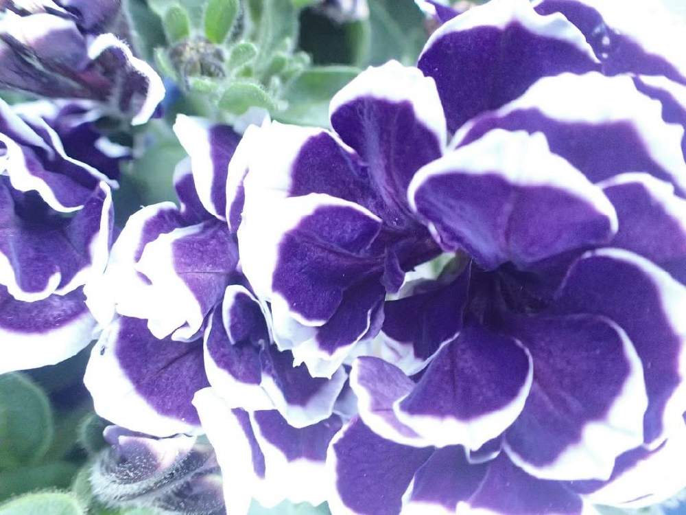 キュンキュン乙女倶楽部の投稿画像 By Kumakoさん ペチュニア花衣 藍染 と青い夏の花マニアとコンテナガーデンと美しく青きドヨウと花のある暮らしと青い花で納涼祭21と青い花マニアと八重咲のペチュニア好きとチーム ブルーとキュンキュン乙女倶楽部no190とチーム