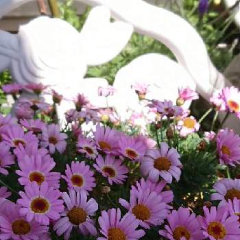 マーガレット モリンバ マギーパステルイエローの投稿画像一覧 Greensnap グリーンスナップ