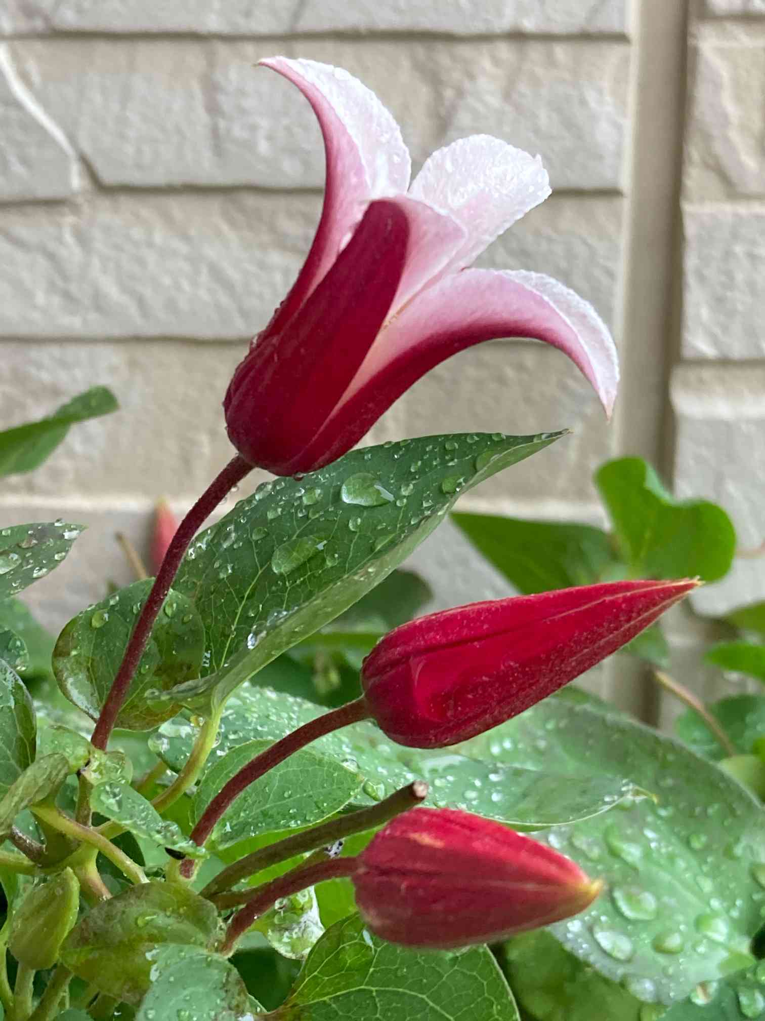 クレマチス チューリップ咲きの一覧｜🍀GreenSnap（グリーン