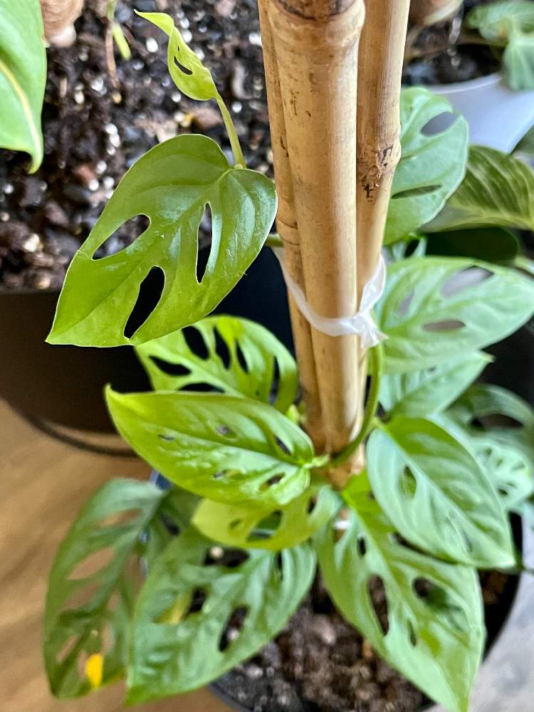 マドカズラの投稿画像 By Mikiさん 観葉植物とモンステラ属 21月6月19日 Greensnap グリーンスナップ
