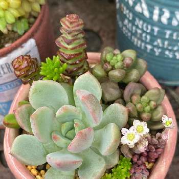 アガベ ドラゴントゥース Greensnap グリーンスナップ