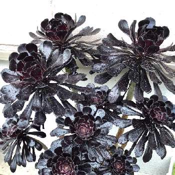 アガベ ドラゴントゥース Greensnap グリーンスナップ